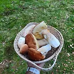 Apartman Koca V Gozdu, Forest House Near *