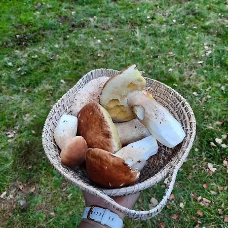 Apartma Koca V Gozdu, Forest House Near *