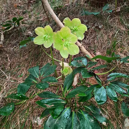 Koca V Gozdu, Forest House Near * Bled