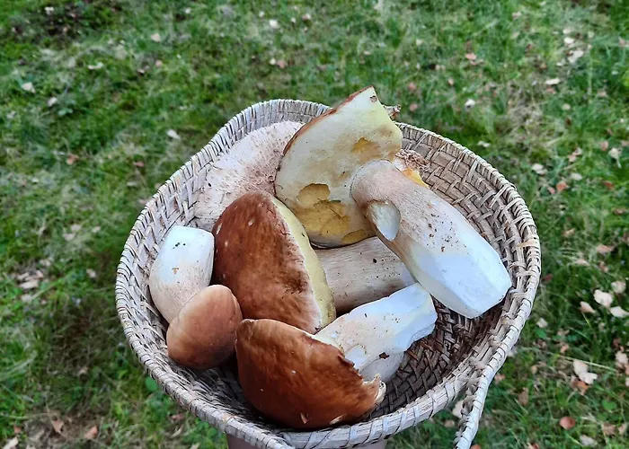 Διαμέρισμα Koca V Gozdu, Forest House Near *