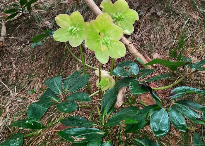 Koca V Gozdu, Forest House Near * Μπλεντ